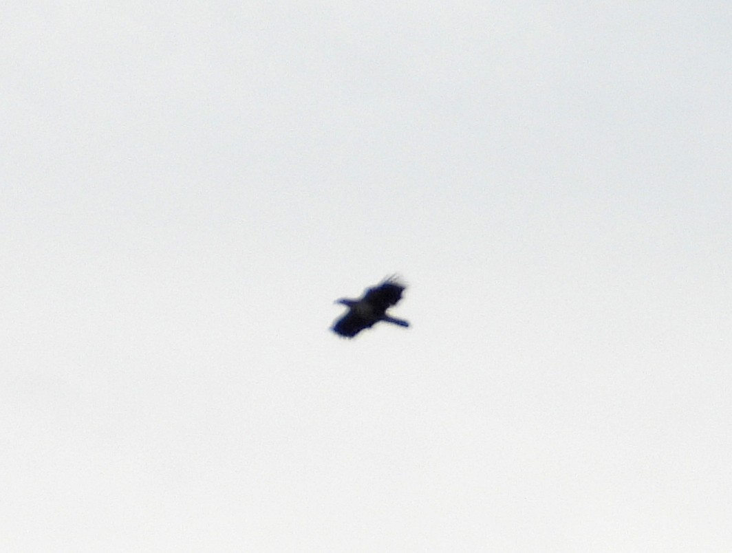 Bald Eagle - ML646695220