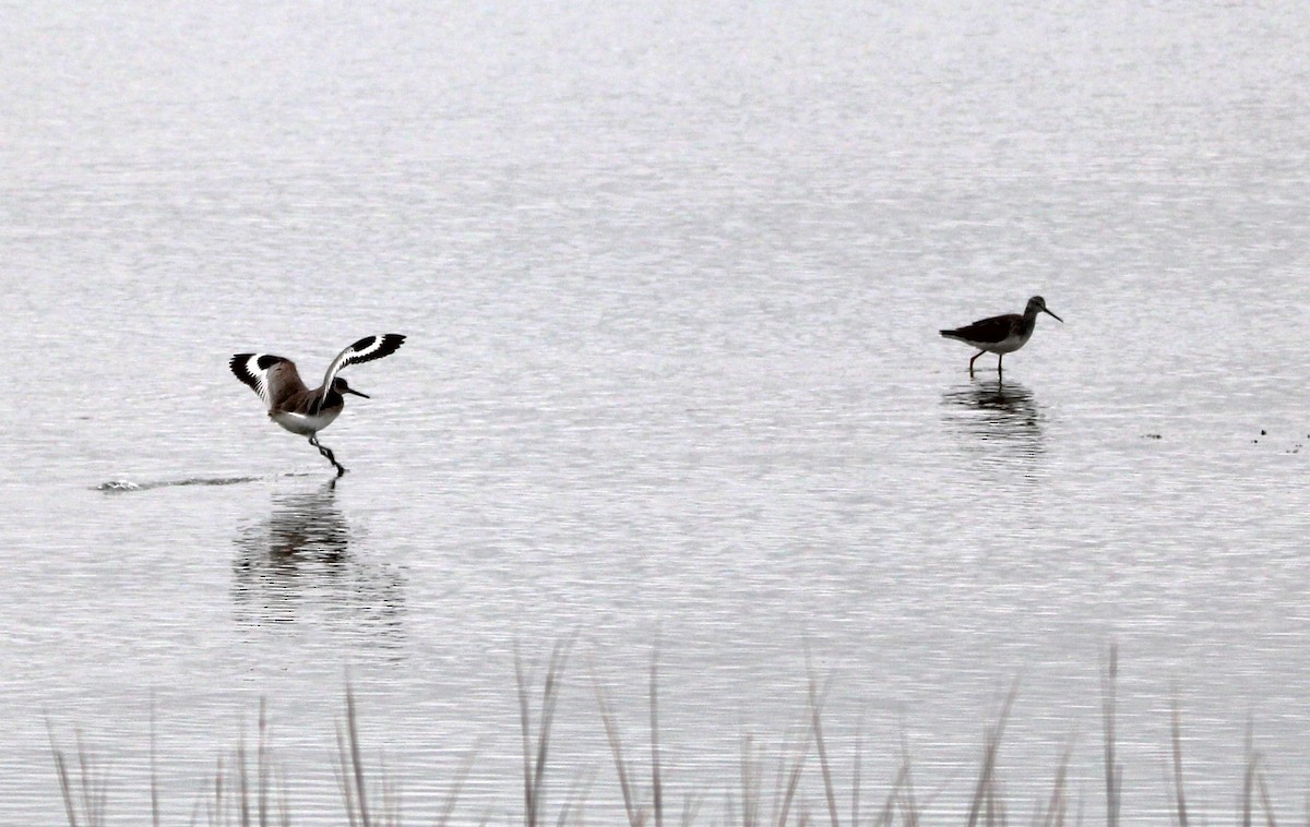 Piro piro semipalmato - ML646695227