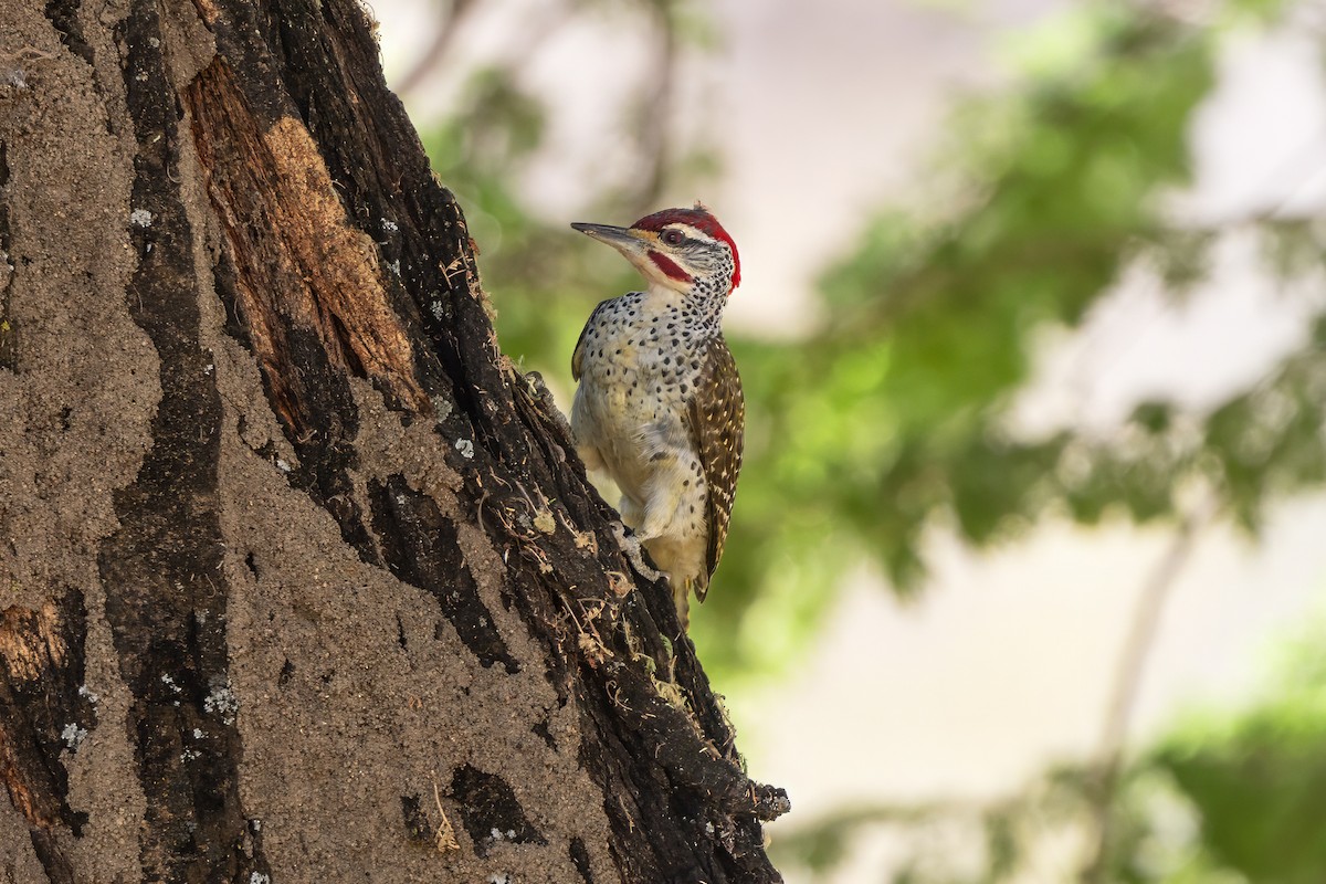 Golden-tailed Woodpecker - ML646695235