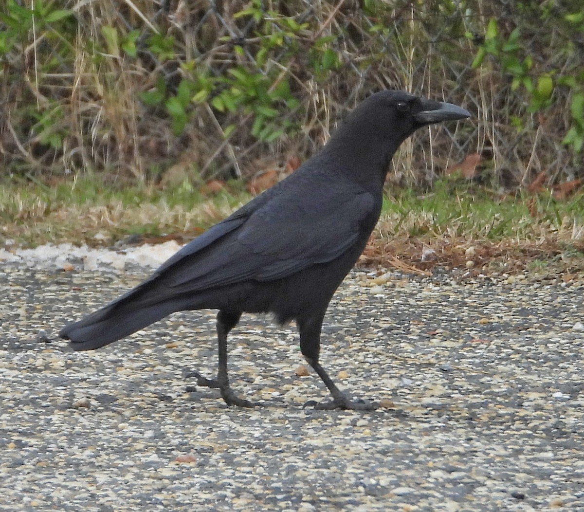 American Crow - ML646695237