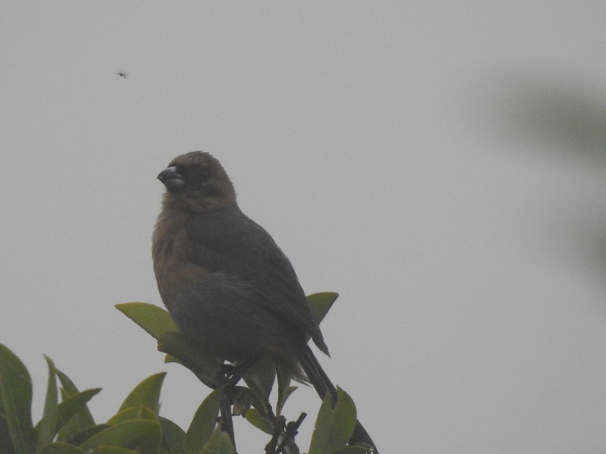 Cinnamon Tanager - ML646695239