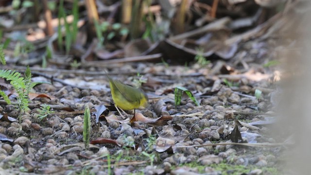 Kentucky Warbler - ML646695241