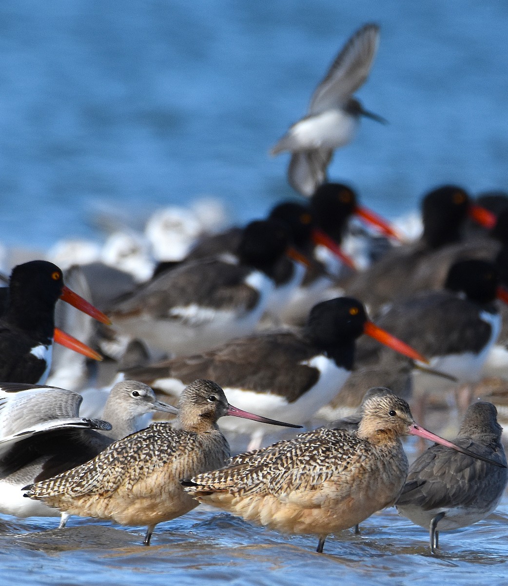 Пятнистый веретенник - ML646695246