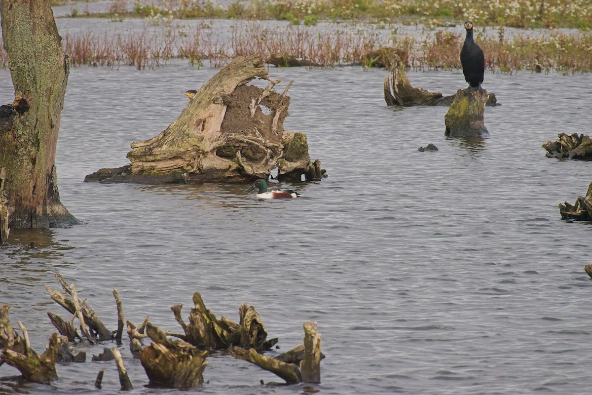 Халбага нугас - ML646695248