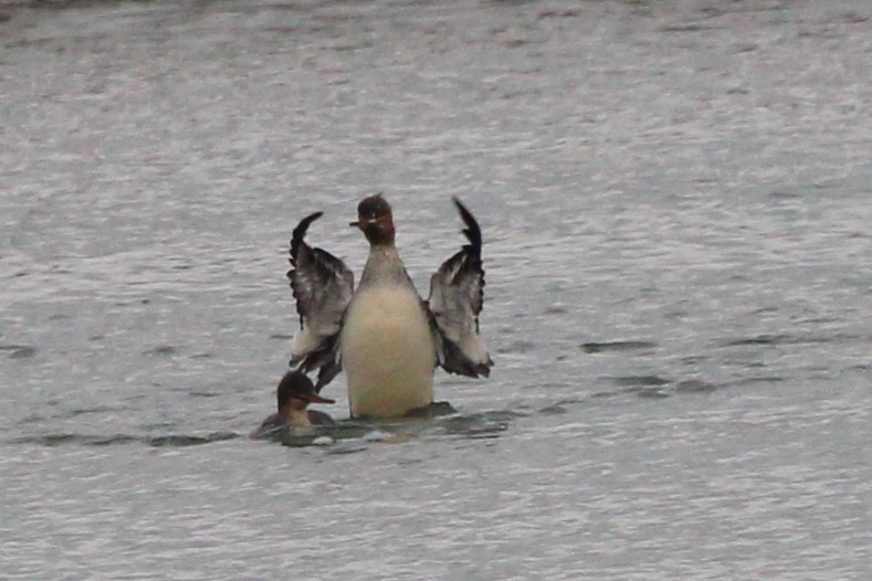 Smergo minore - ML646695250