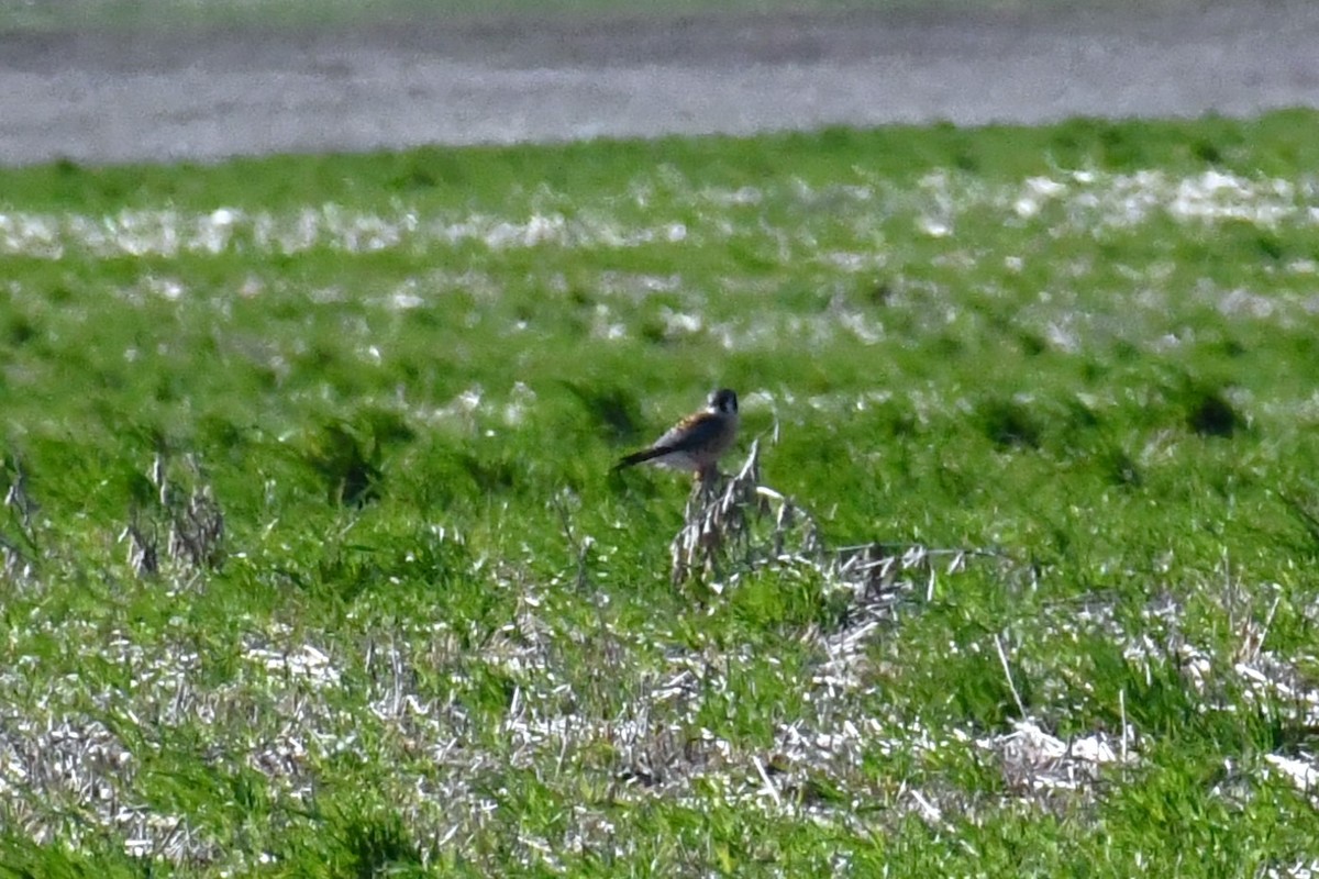 American Kestrel - ML646695256