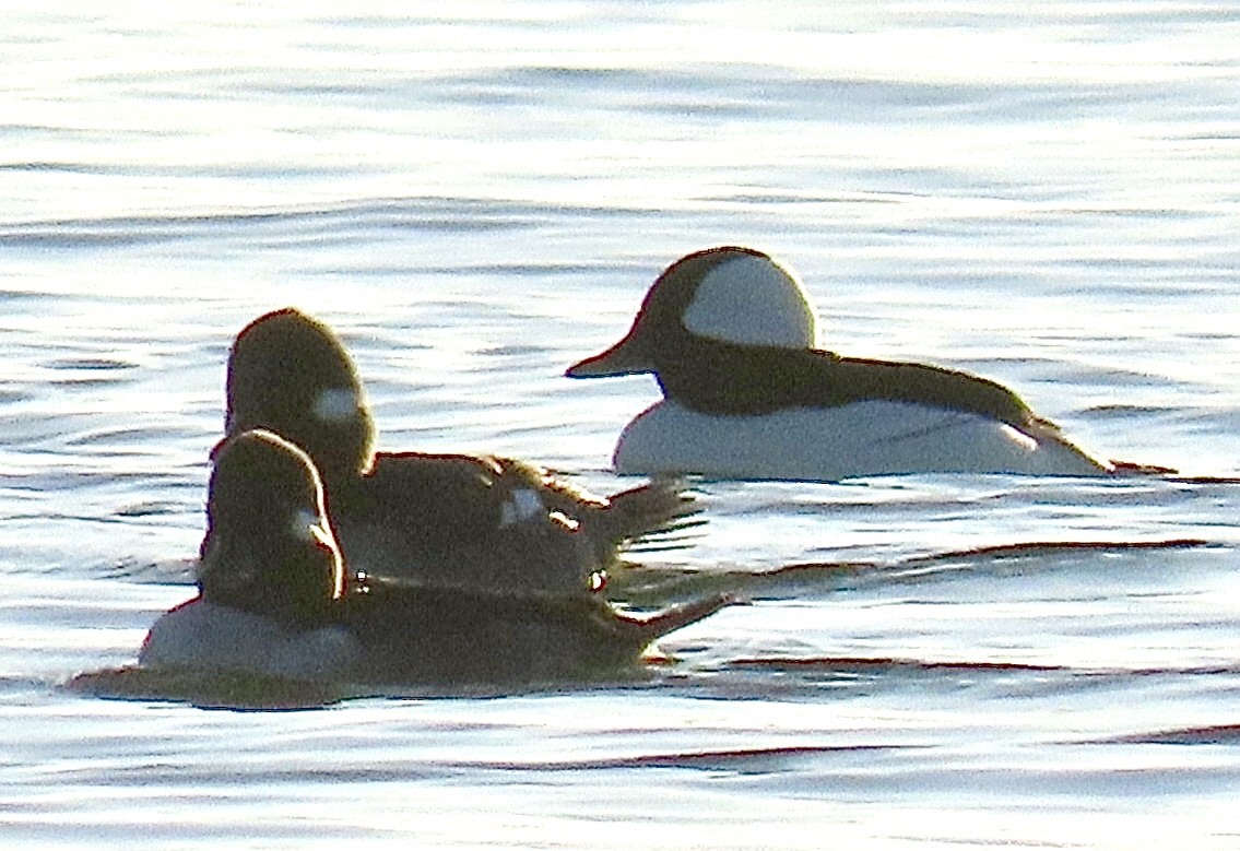 ヒメハジロ - ML646695258