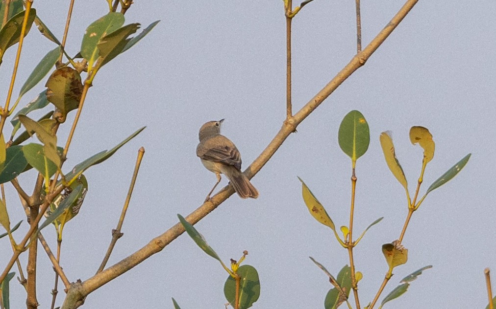 ramasanger - ML646695259