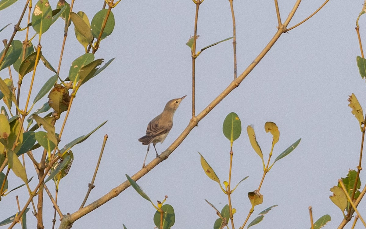 ramasanger - ML646695260