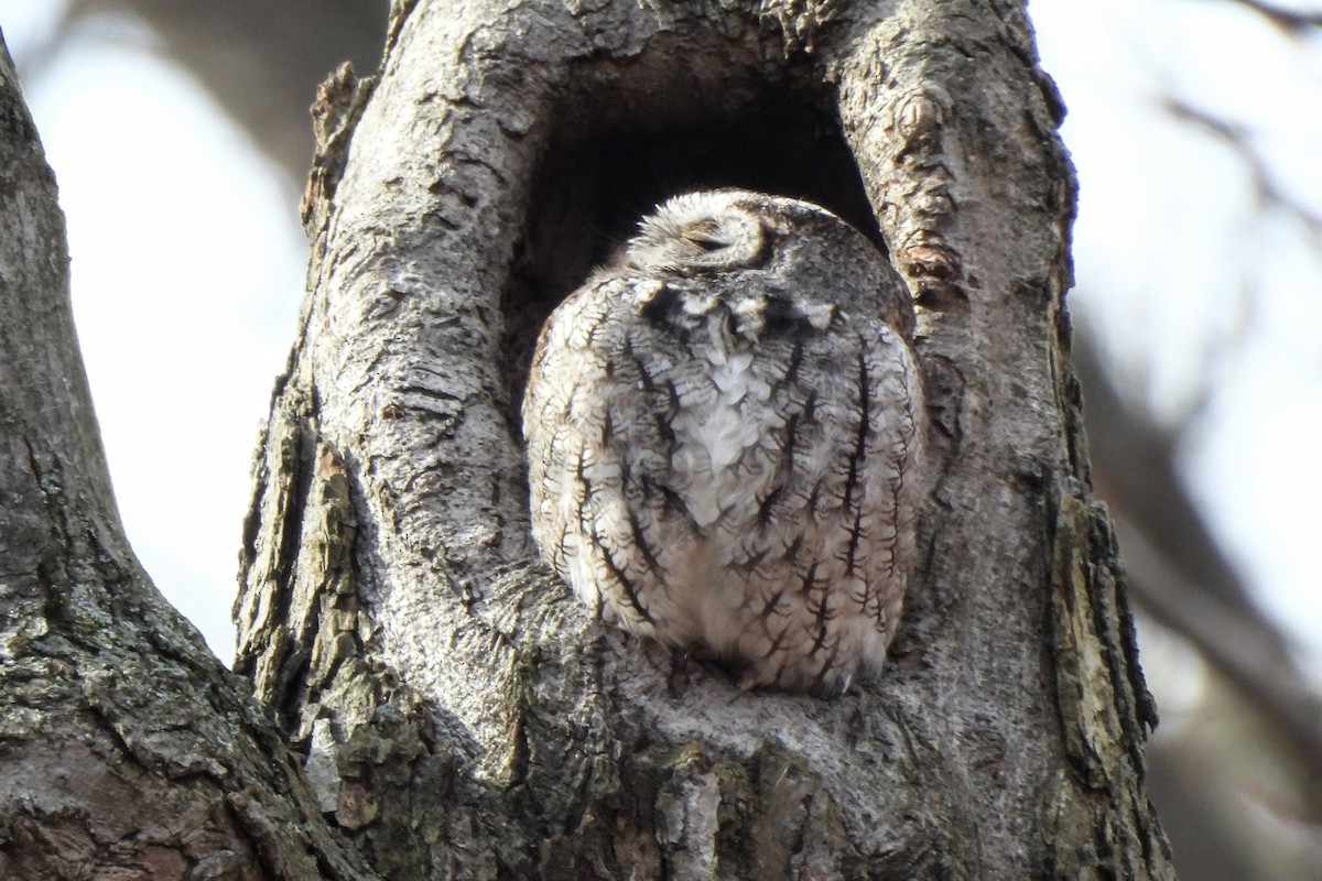 Eastern Screech-Owl - ML646695263