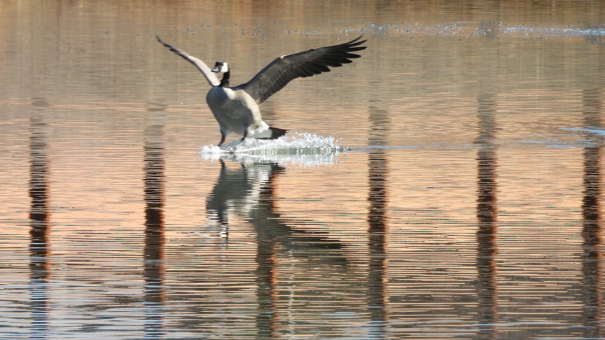 Canada Goose - ML646695266