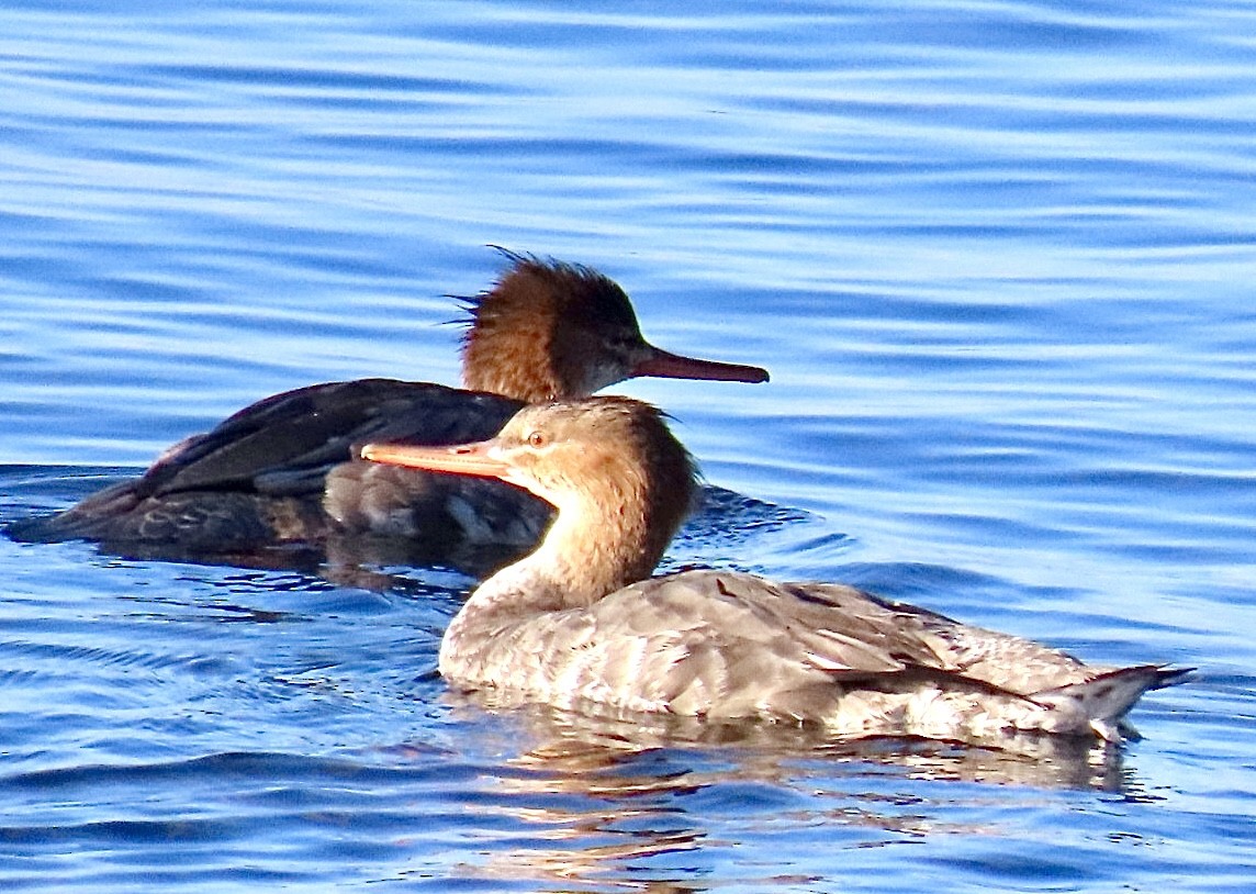 ウミアイサ - ML646695267