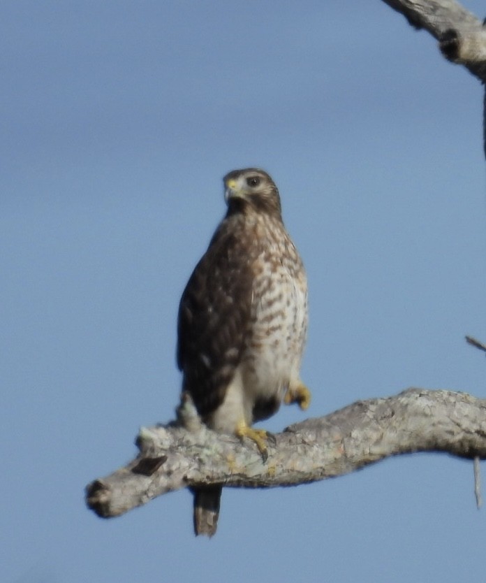 káně páskovaná - ML646695268