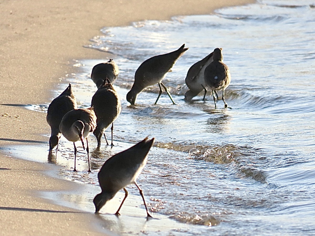 ハジロオオシギ - ML646695273