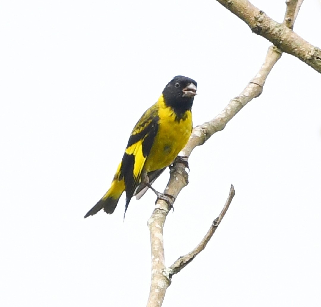 Hooded Siskin - ML646695278