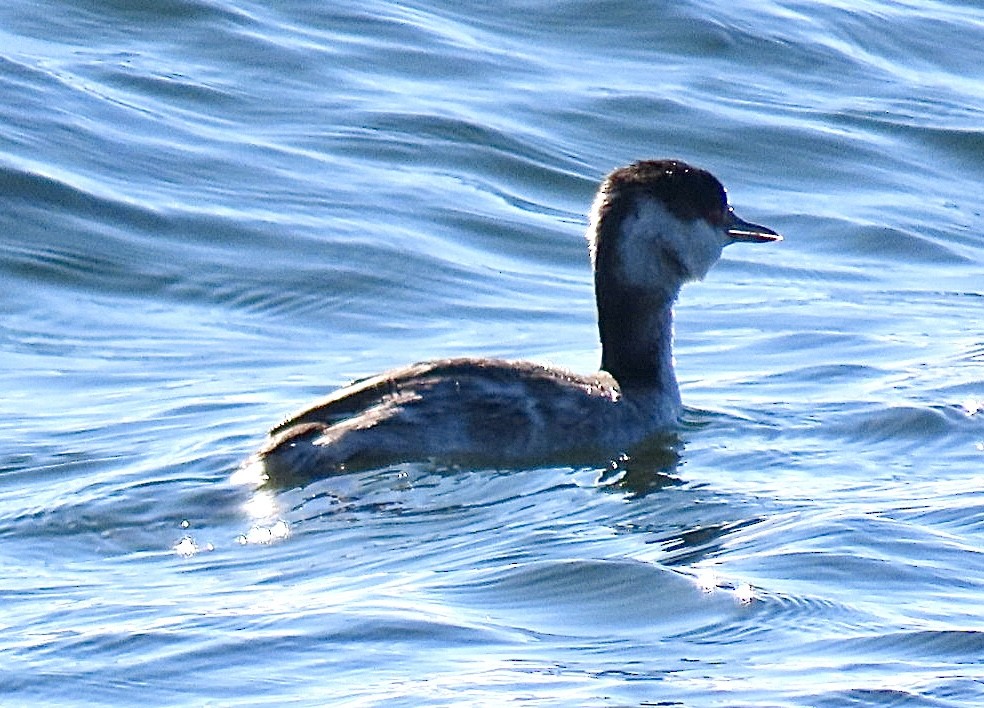 ミミカイツブリ - ML646695280