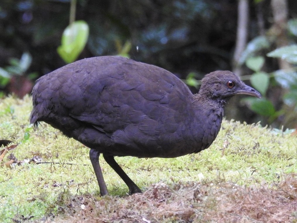 Cinereous Tinamou - ML646695281