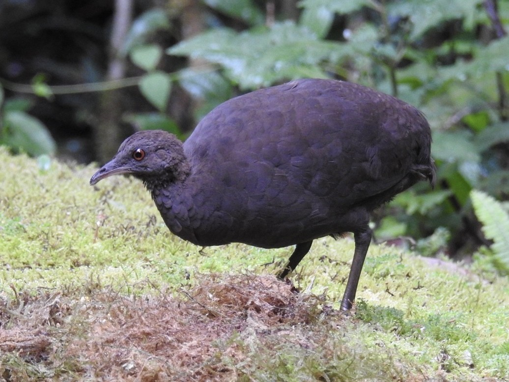 Cinereous Tinamou - ML646695282