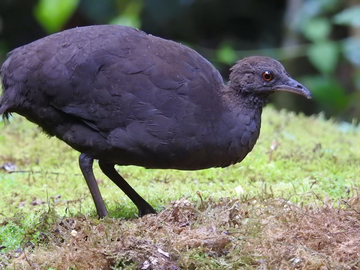 Cinereous Tinamou - ML646695283