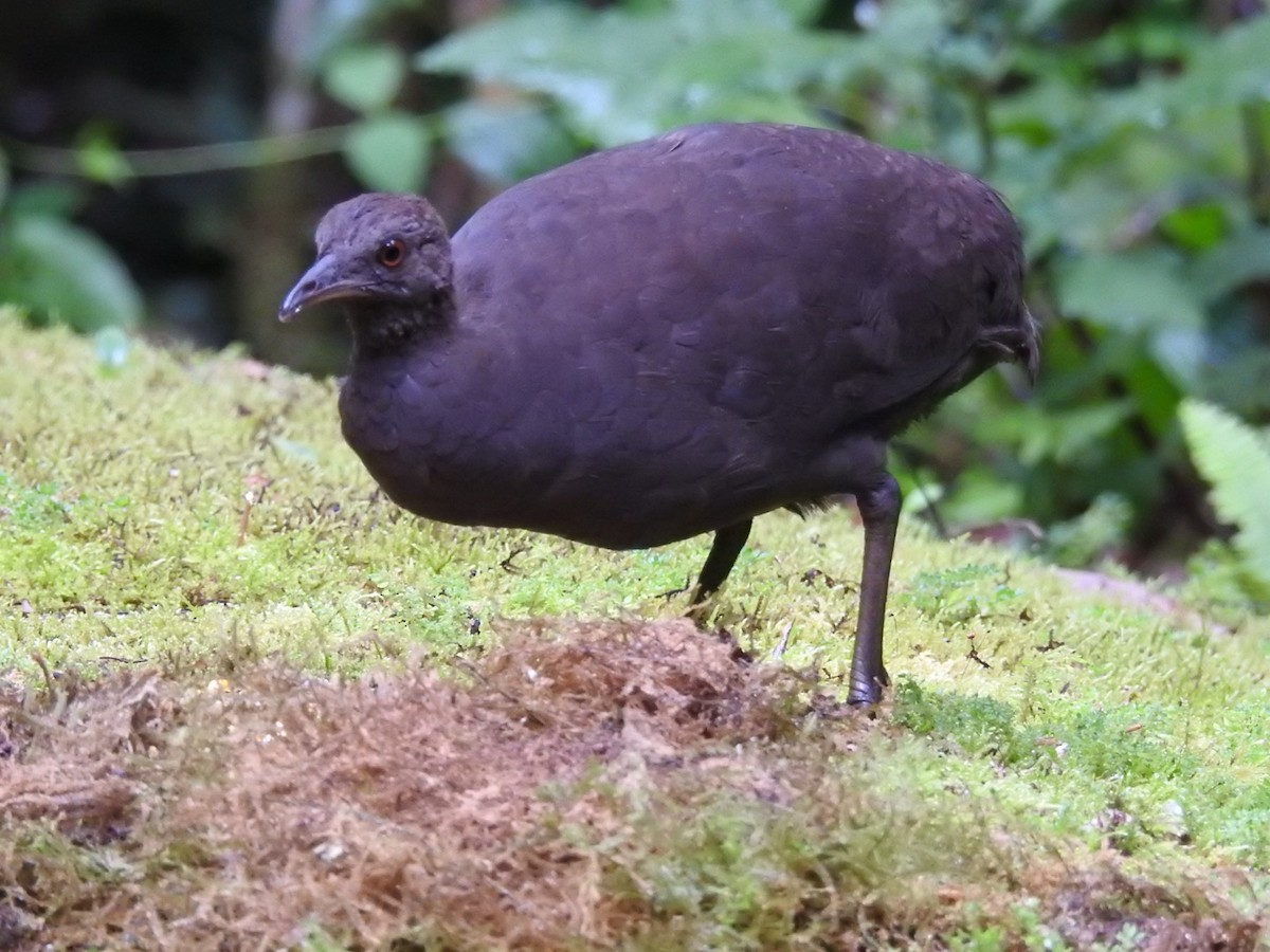 Cinereous Tinamou - ML646695284