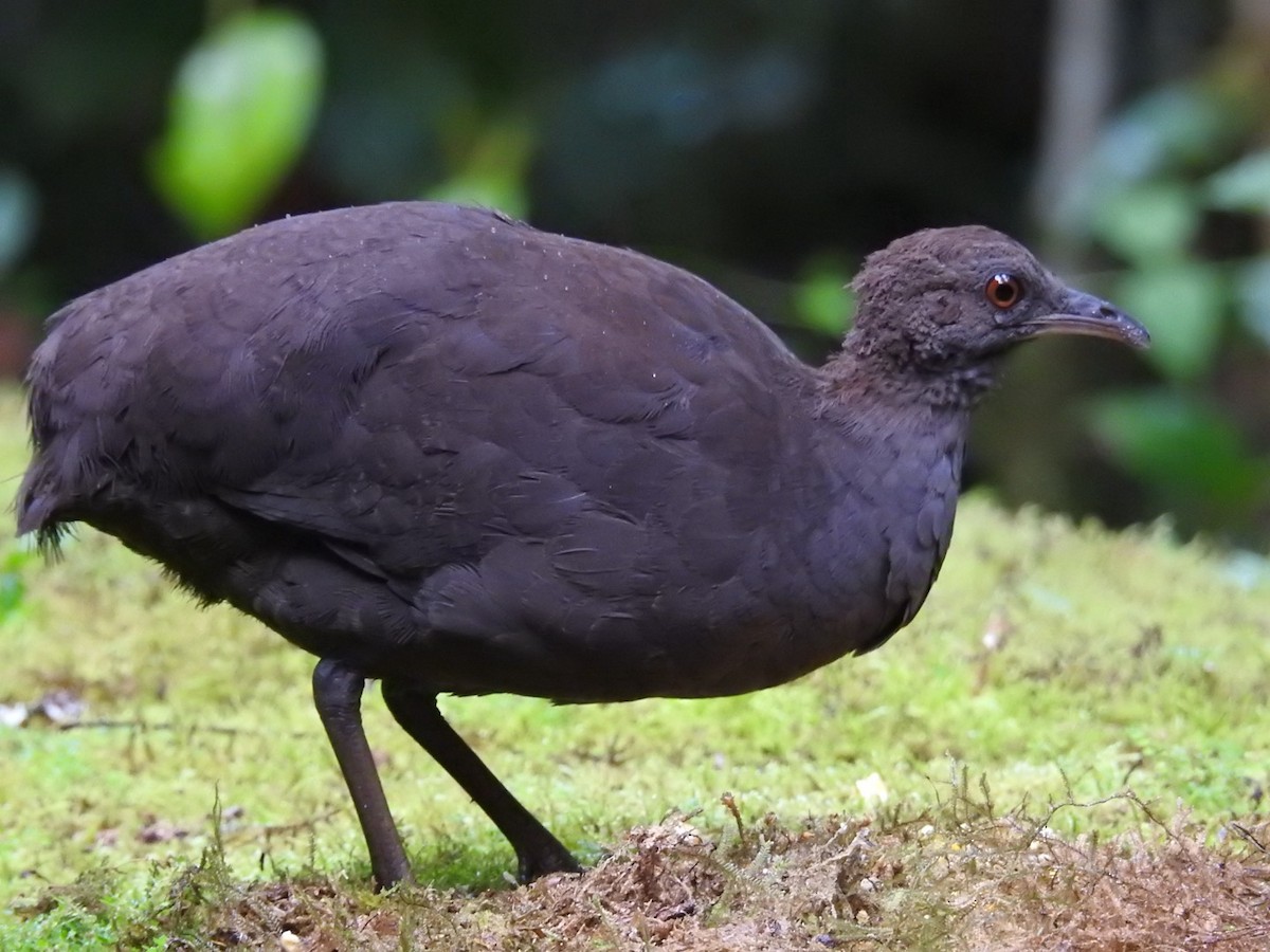 Cinereous Tinamou - ML646695285