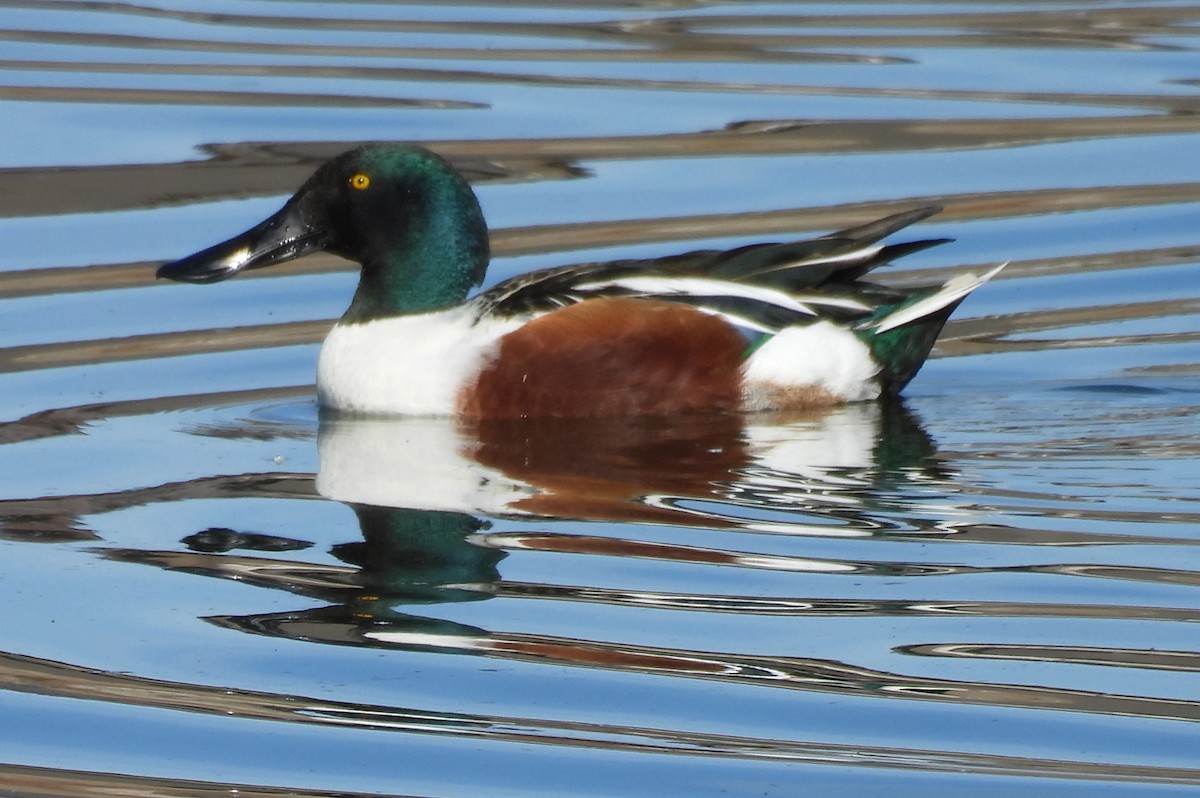 Northern Shoveler - ML646695287