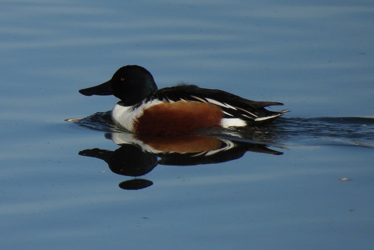 Northern Shoveler - ML646695288
