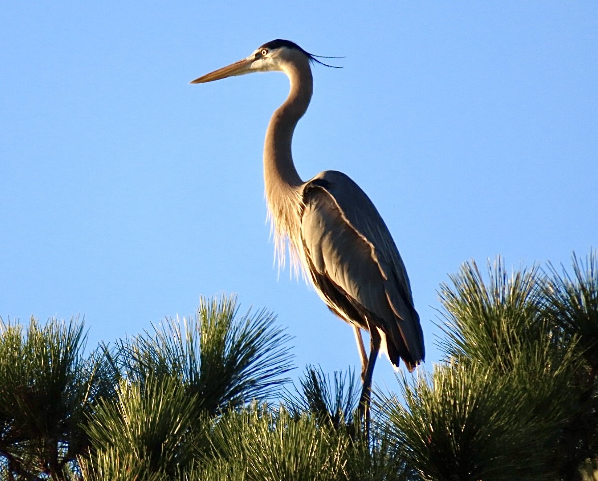 オオアオサギ - ML646695289