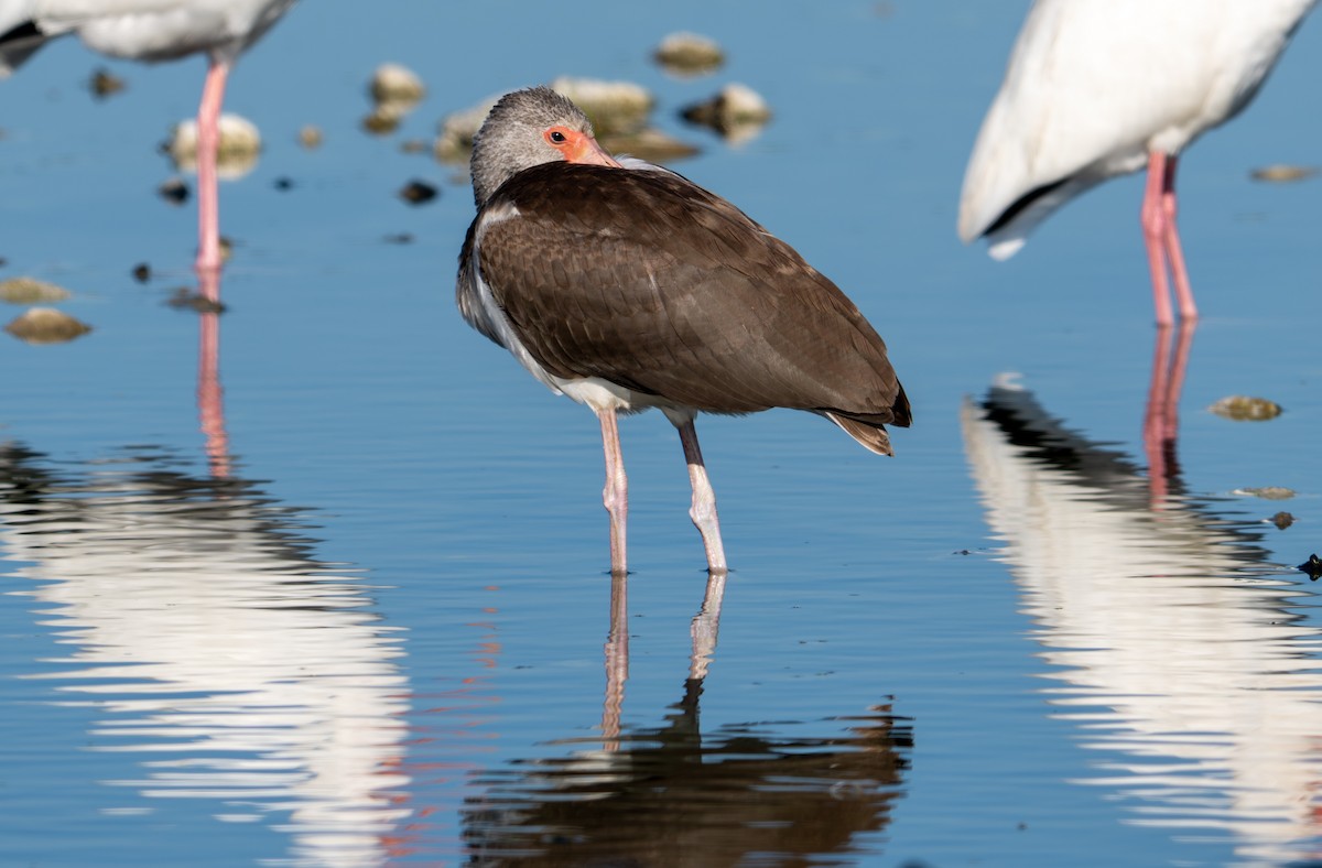 Schneesichler - ML646695290