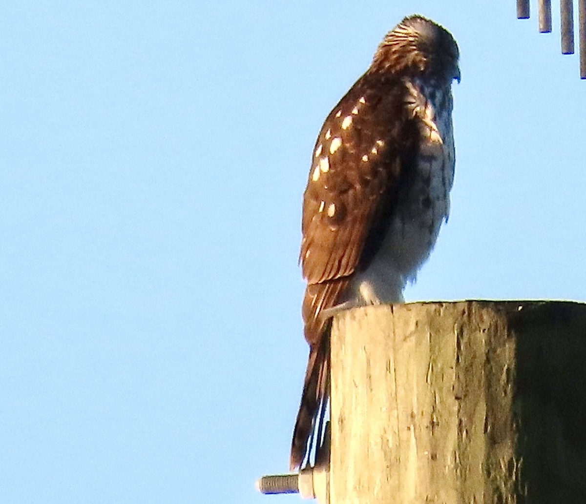 クーパーハイタカ - ML646695293