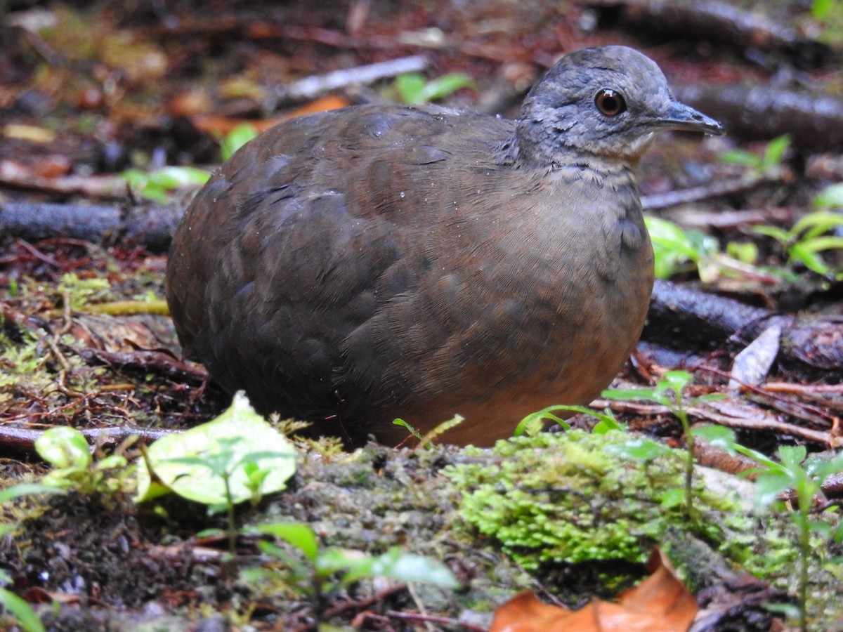 Little Tinamou - ML646695294