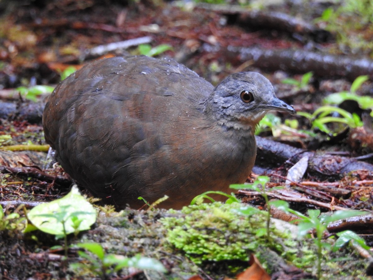 Little Tinamou - ML646695295