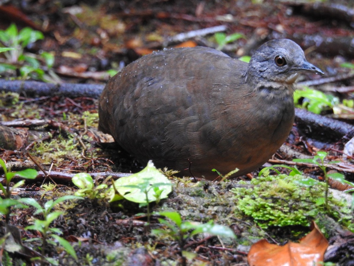 Little Tinamou - ML646695296