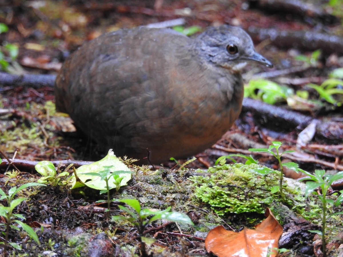 Little Tinamou - ML646695297