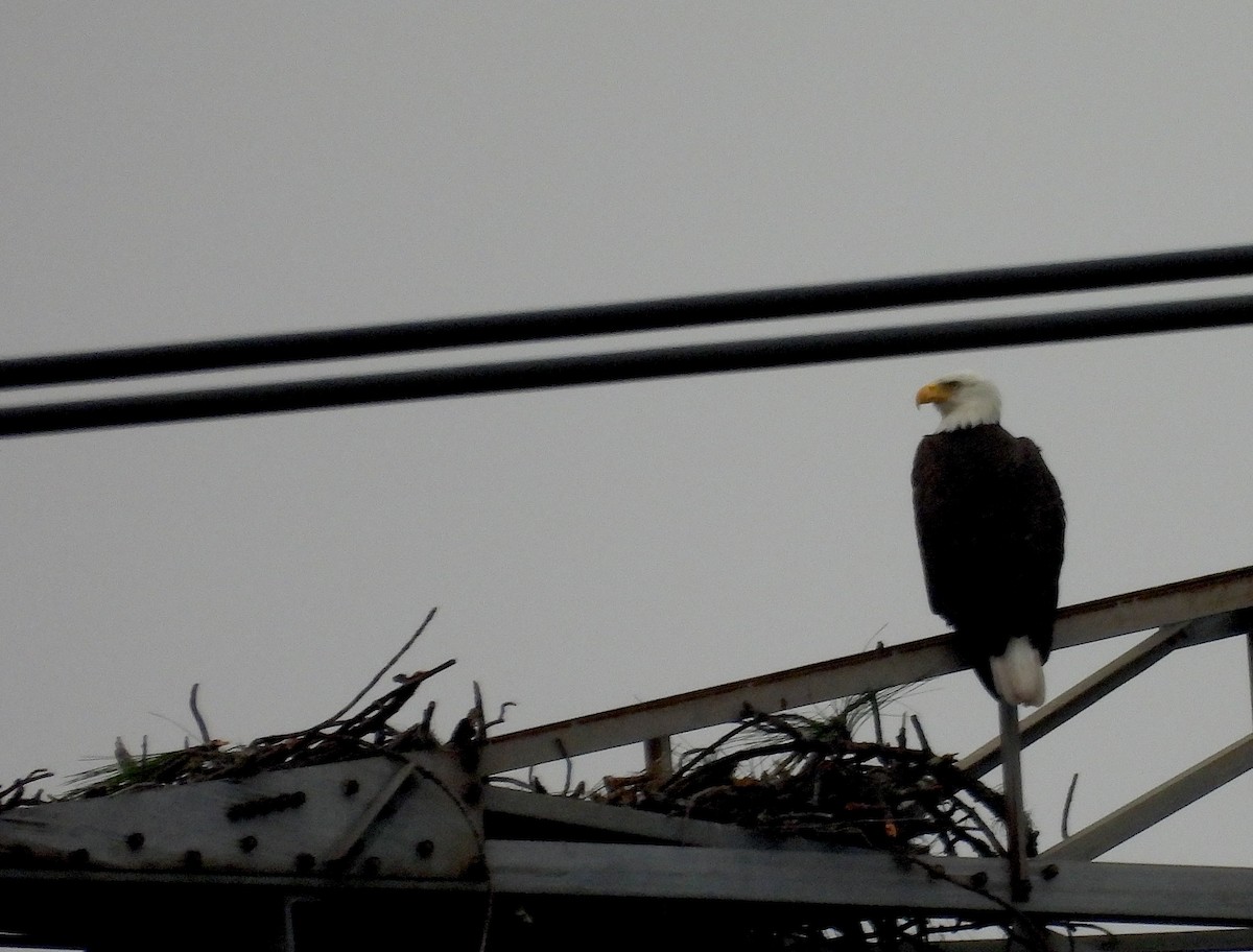 עיטם לבן-ראש - ML646695298