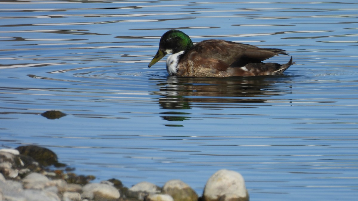 Mallard (Domestic type) - ML646695299