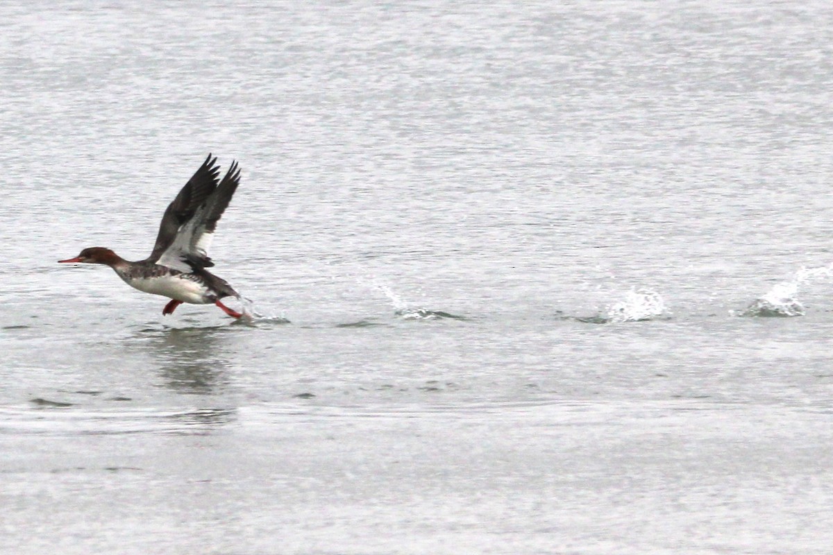 Smergo minore - ML646695305