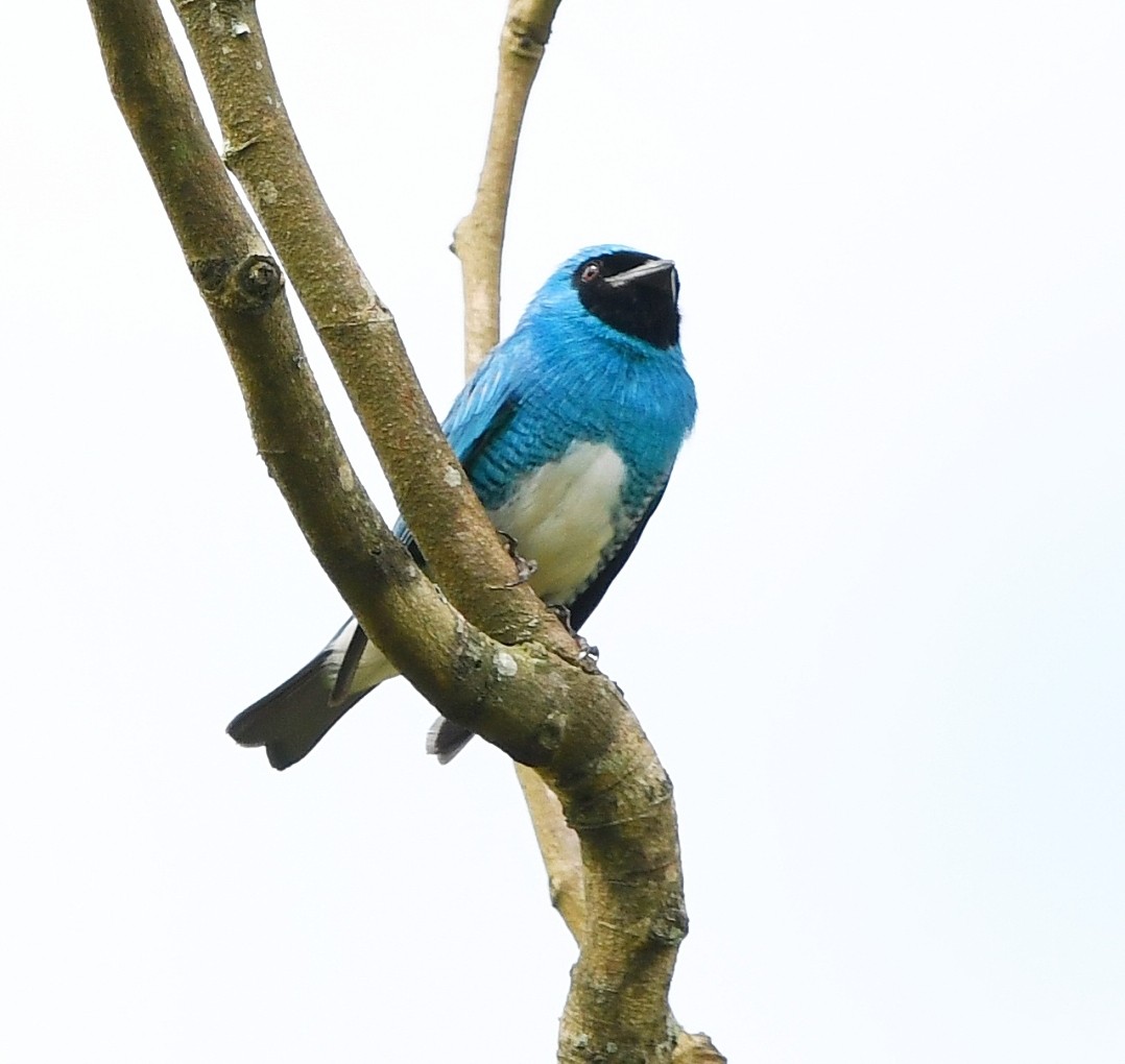 Swallow Tanager - ML646695307