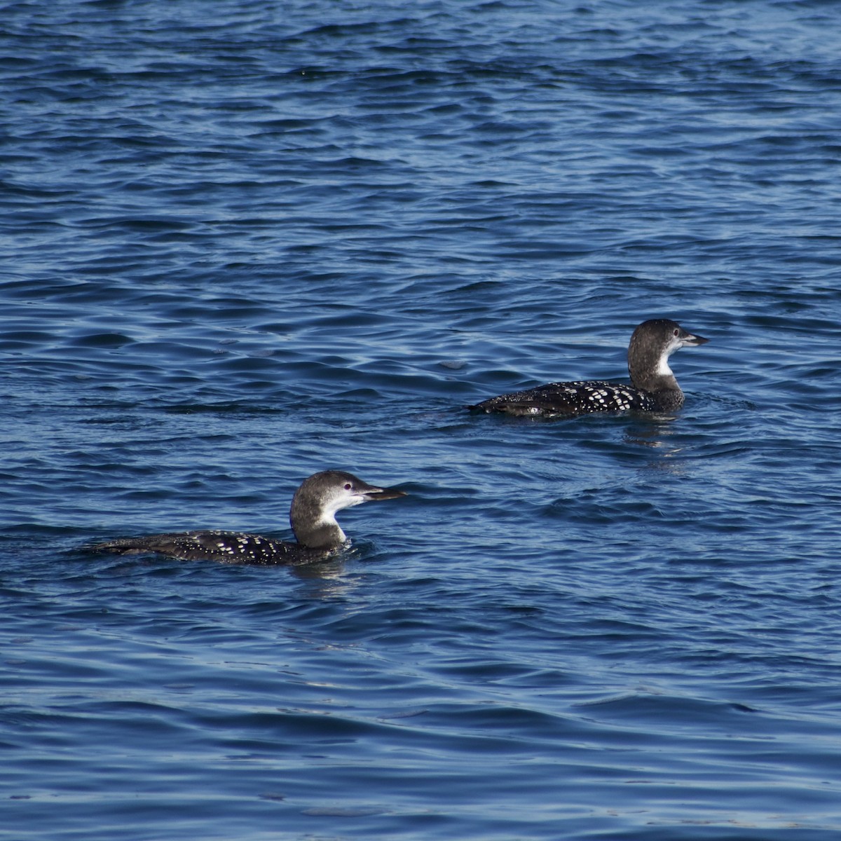 potáplice lední - ML646695308