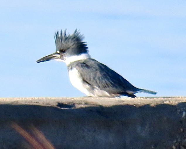 アメリカヤマセミ - ML646695309