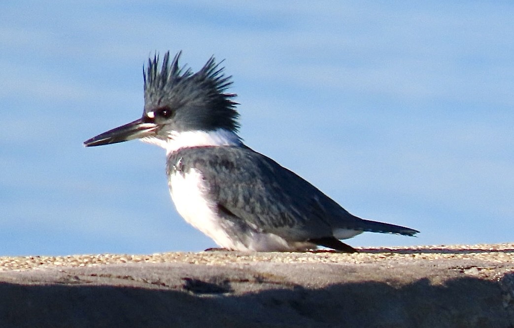 アメリカヤマセミ - ML646695310