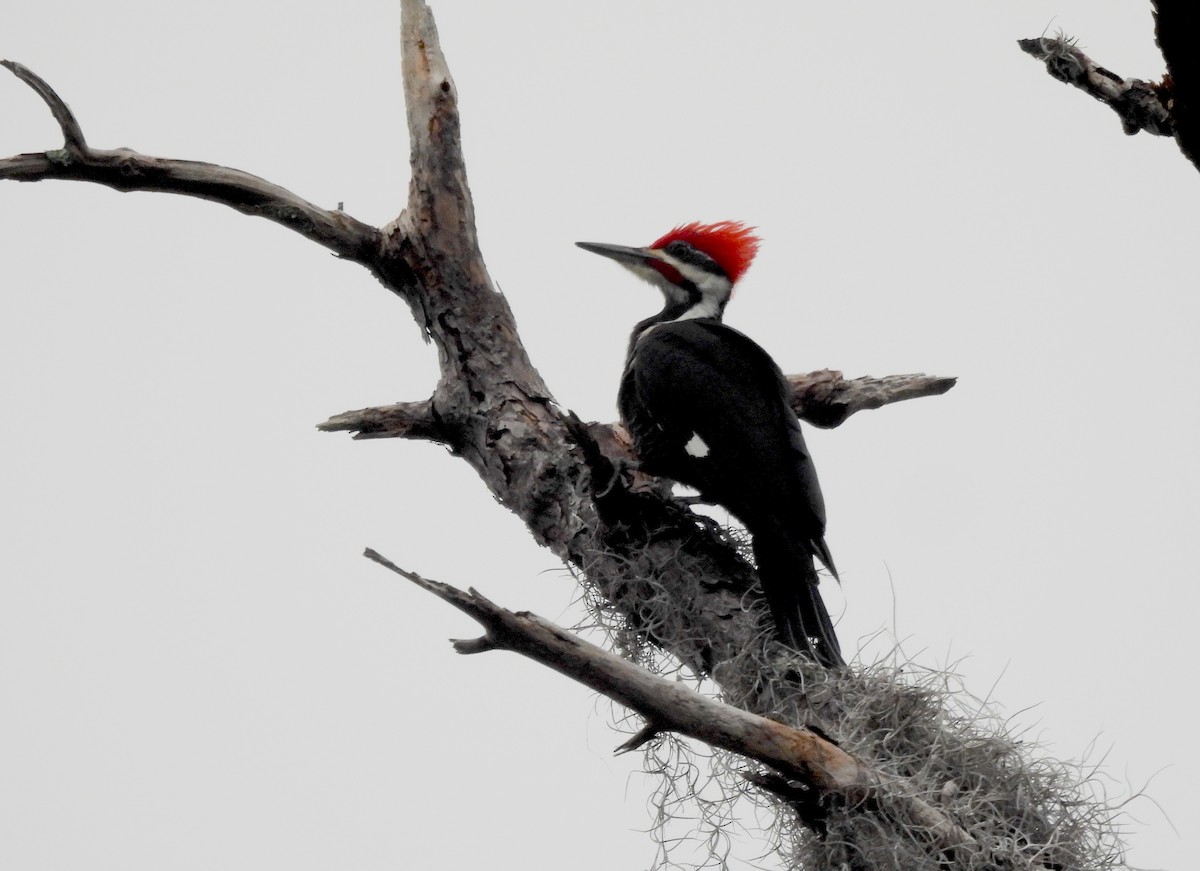 Pileated Woodpecker - ML646695311