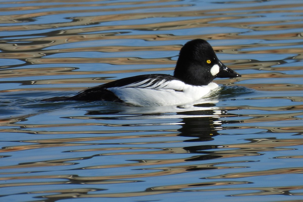 Common Goldeneye - ML646695316