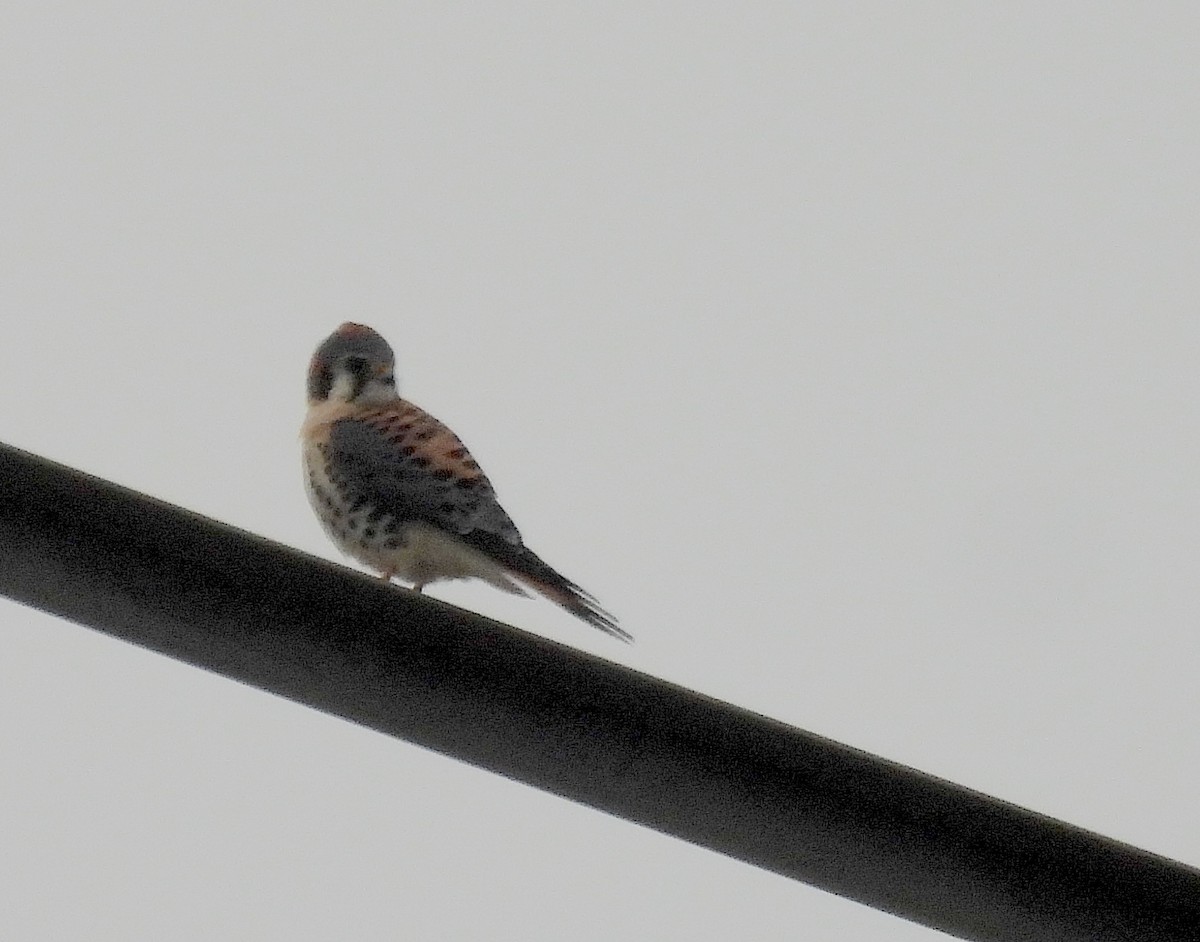 בז אמריקני - ML646695317