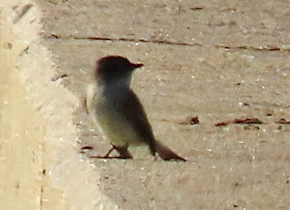 ツキヒメハエトリ - ML646695318