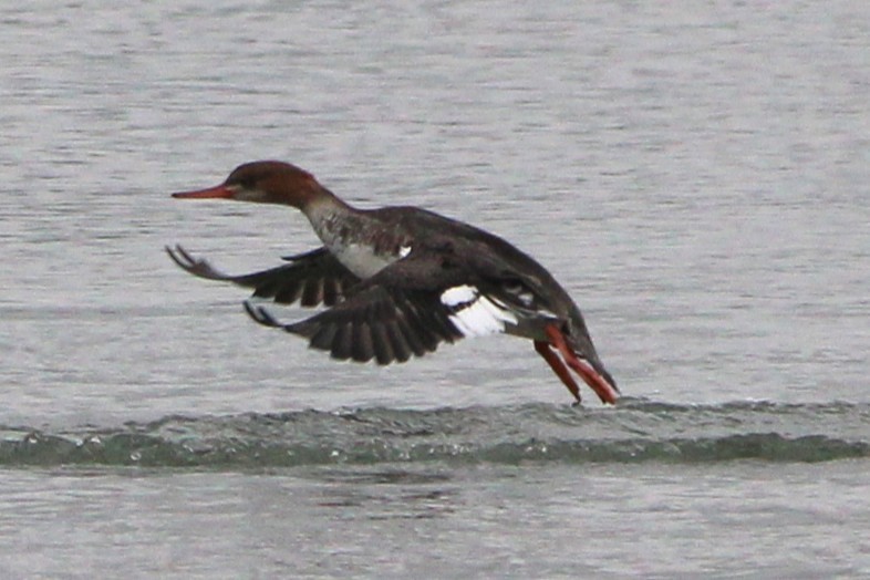 Smergo minore - ML646695319