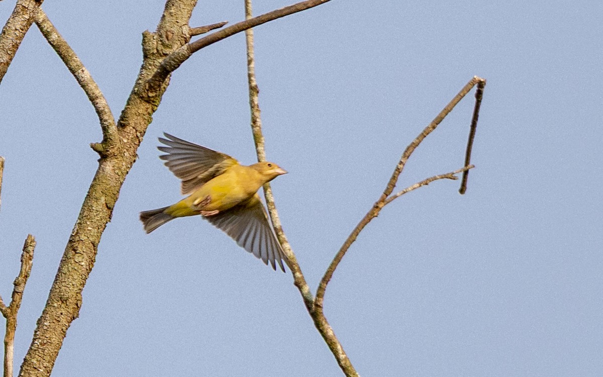 brunhodespurv - ML646695320