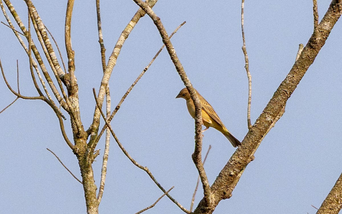 brunhodespurv - ML646695321