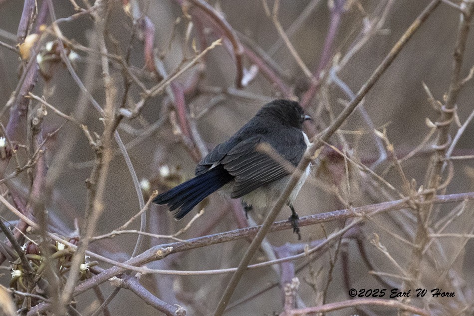 Саїманга пурпурова - ML646695323