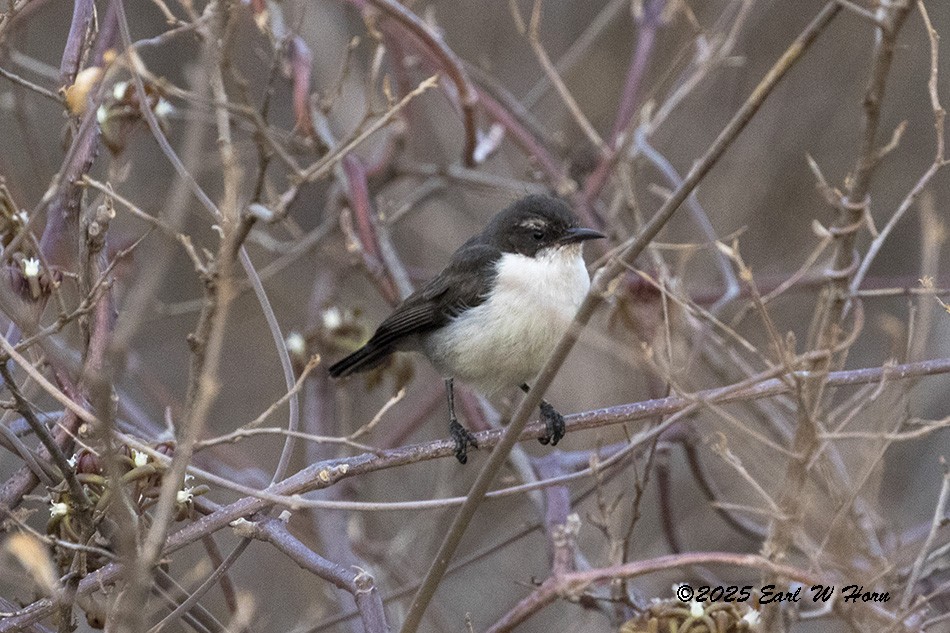 Саїманга пурпурова - ML646695325